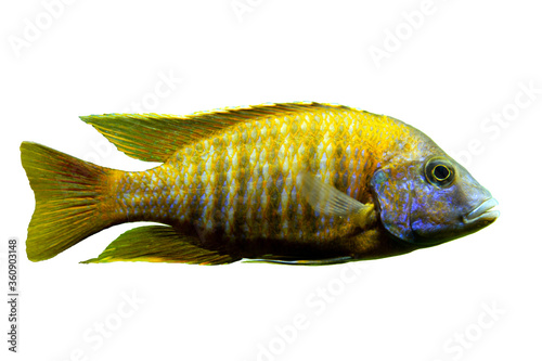 Malawi cichlids. Fish of the Labidochromis Hongi sp. Kimpuma on white background