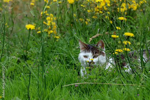 Chat dissimulé dans les herbes hautes