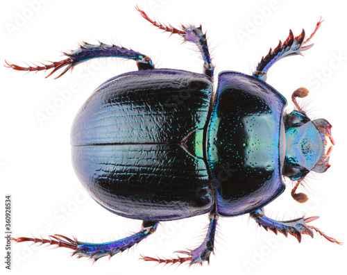 Anoplotrupes stercorosus dor beetle, is a species of earth-boring dung beetle belonging to the family Geotrupidae. Dorsal view of dung beetle Anoplotrupes stercorosus isolated on white background.