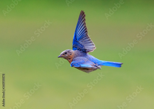 North Carolina bluebird flying to the left