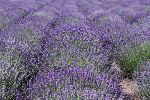 Blooming lavender flowers are growing in rows on a field. Sunny summer day.