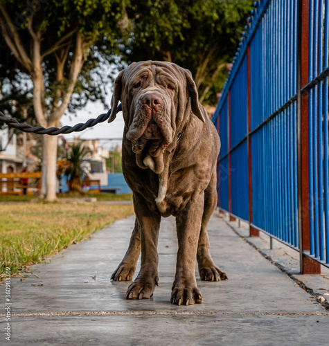 Neapolitan mastiff dog posing in the park