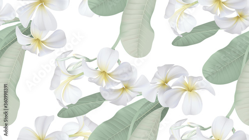 Floral seamless pattern, white plumeria flowers with leaves on white