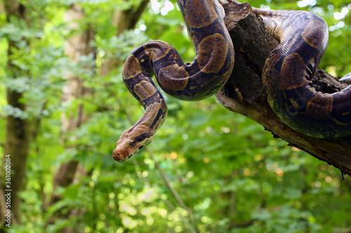 The boa constrictor (Boa constrictor), also called the red-tailed or the common boa on a branch in the middle of the forest. A large snake on a branch in the green of a bright forest.