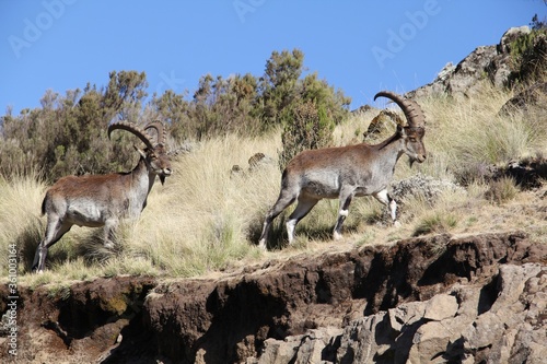 Pyrenean ibexes climbing up the rocky hill covered in the grass at daytime