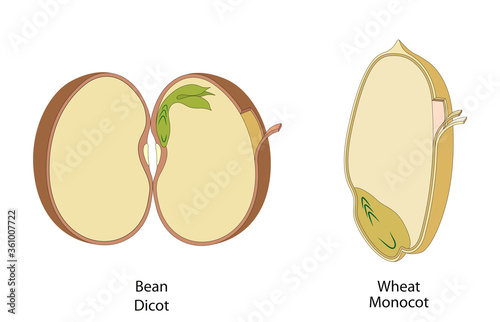 The structure of the bean and corn seed in dicots and monocots