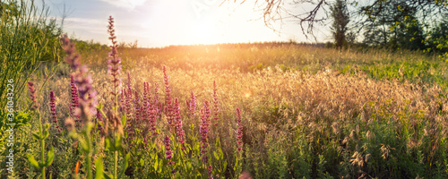 Beautiful scenic colorful wild flower field meadow sunset evening sunrise morning summertime nature landscape panorama. Vibrant multicolored countryside rural steppe dawn wide panoramic banner view