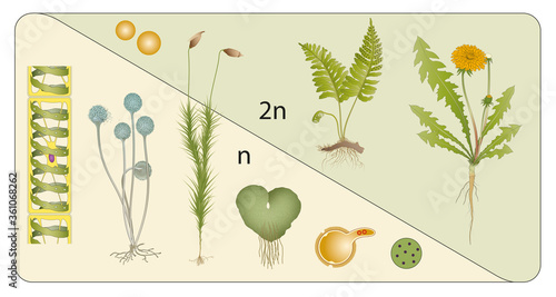 Haploid diploid stages