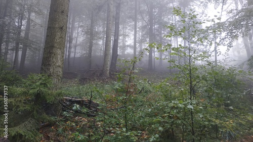Widok na drzewa w lecie w mgle