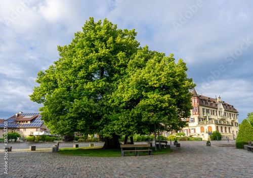 the famous 12th century LINDEN tree in Heiligenberg used for executions in historical times