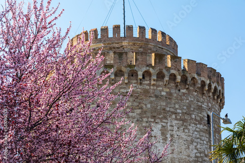 White Tower of Thessaloniki in Greece, cherry blossom