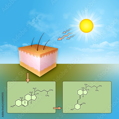 Vitamin D synthesis