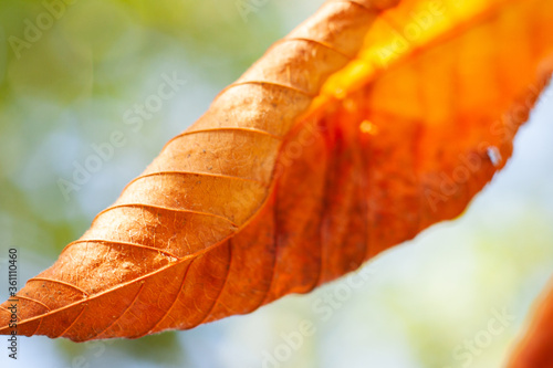 Liść suchy jesień złoty