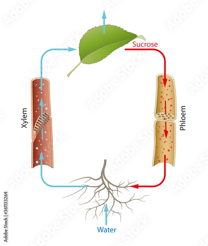 Metabolism and transport in plants. Transpiration