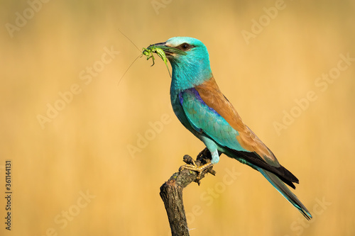 Alert european roller, coracias garrulus, looking into camera and holding green grasshopper in beak on twig summer nature. Blue and brown bird after hunting insects in breeding season.