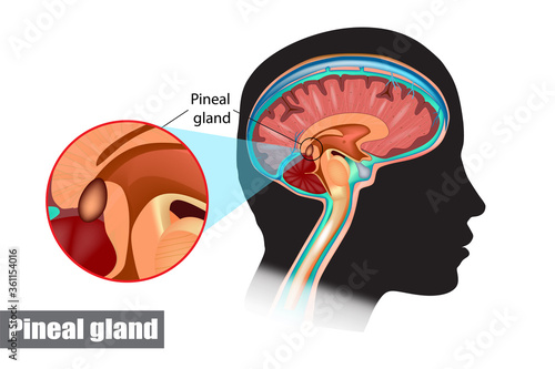 Diagram of pituitary and pineal glands in the human brain