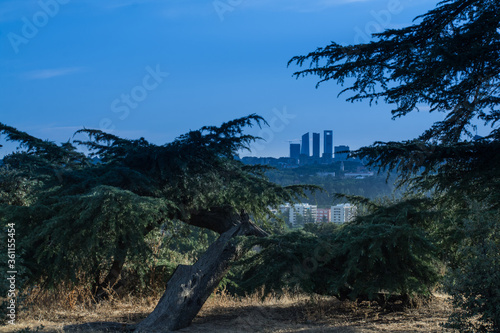 park widok drzewa zieleń natura