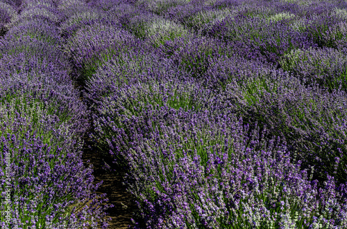 incredibly beautiful rows of planted lavender going into the distance