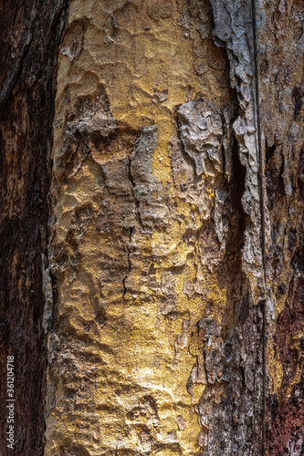 Bark of Copaiba Balsam Tree (Copaifera officinalis)