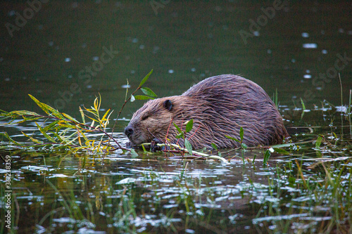 Beaver