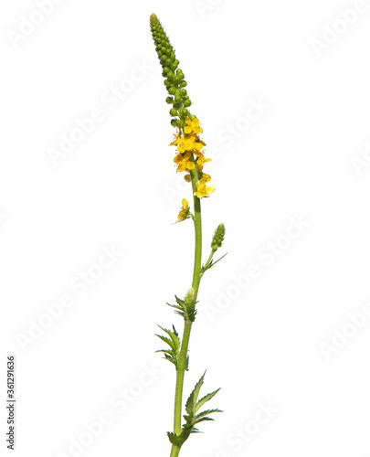Yellow flower of agrimony isolated on white, Agrimonia eupatoria