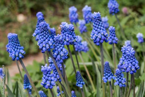 Armenian Grape Hyacinth (Muscari armeniacum) in garden