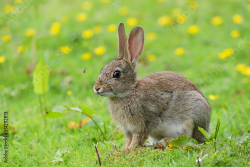 Wild Rabbit (Oryctolagus cuniculus) in a field.