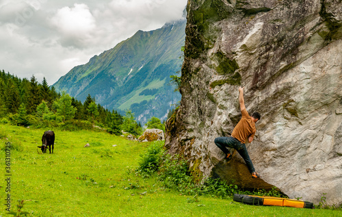 A man rock climber climbing a boulder with cows at the background in Zillertal Austria