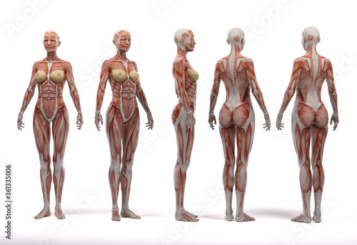 3D Render :a standing female body illustration with muscle tissues display