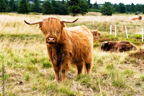 Grazing Scottish highland Cow in Sudety mountains national park at the border of Czech Republic and Poland