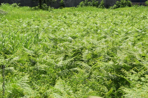 Meadow of bracken ferns (Pteridium aquilinum)