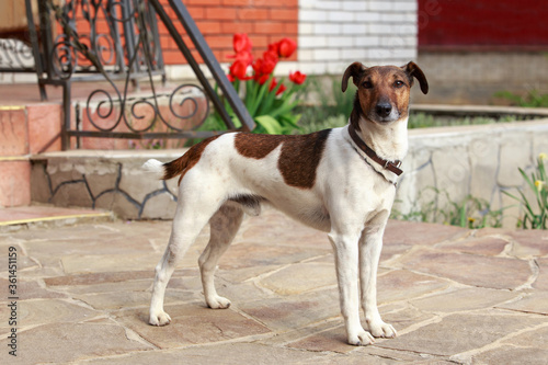 Dog breed smooth fox terrier