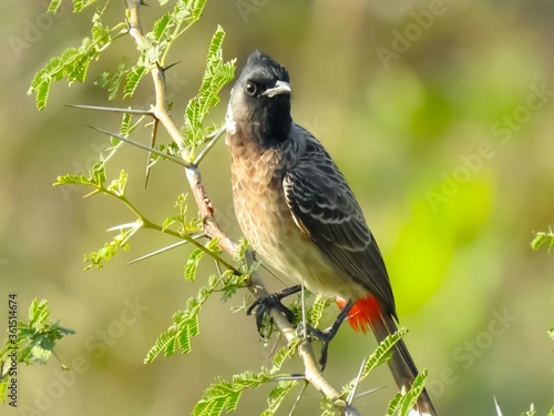 red vented bulbul bird sitting on branch with blur background