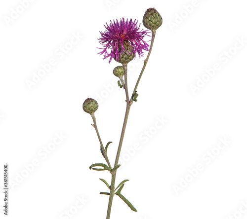 Purple flower of Greater knapweed isolated on white, Centaurea scabiosa