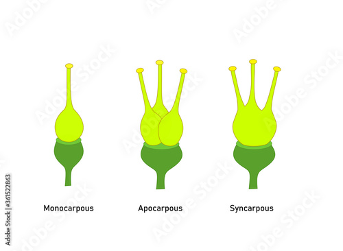 Gyneceum, type of ovary based on number of carpels. Vector illustration for scientific study. 