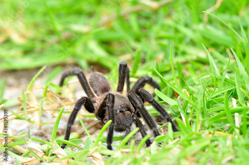 Tarantula spider, Poecilotheria Metallica, among green grass enviroment