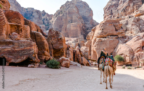 Camels in Petra, Jordan
