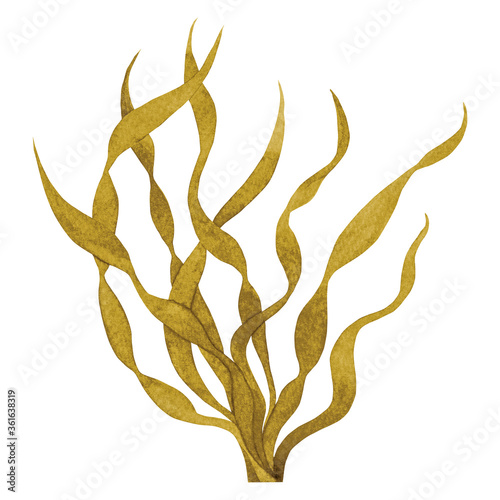 Brown Seaweed watercolor hand painted element isolated on white background. Watercolor illustration design.