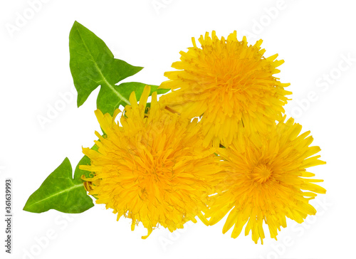 The leaves and flowers of dandelion isolated on white background