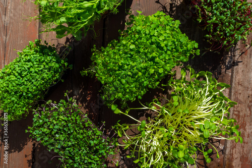 microgreens sprouts on wooden background