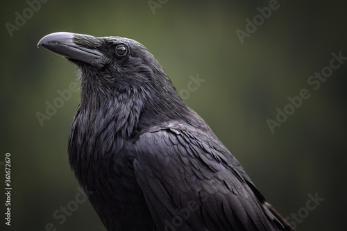 The Raven (Corvus corax), Canada