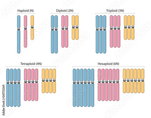 Types of polyploidy. Haploid (N), Diploid (2N), Triploid (3N), Tetraploid (4N), Hexaploid (6)