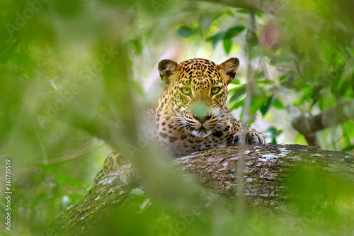 Leopard in green vegetation. Hidden Sri Lankan leopard, Panthera pardus kotiya, Big spotted wild cat lying on the tree in the nature habitat, Yala national park, Sri Lanka. Widlife scene from nature.