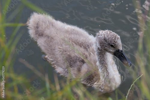 A young cygnet swimming on the Thames River in West Oxfordshire in the UK