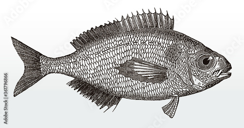 Black seabream, spondyliosoma cantharus, a marine fish from the eastern Atlantic and the Mediterranean Sea in side view after an antique illustration from the 19th century