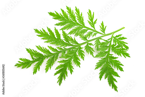 Artemisia annua branch