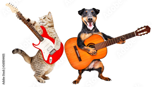 The cat plays the electric guitar and the dog plays the acoustic guitar isolated on white background