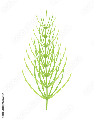 horsetail plant isolated on white, vector illustration
