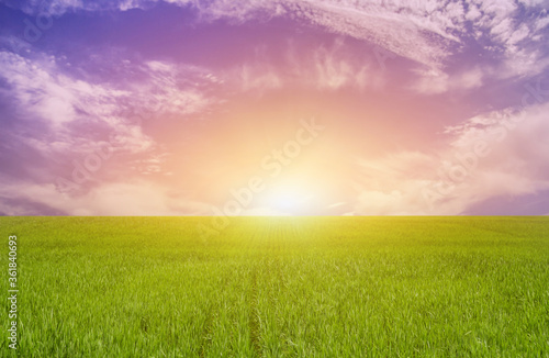 Green field of young wheat at sunset. Juicy green grass. Crops of rye.