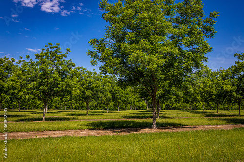 Young Pecan Tree Orchard